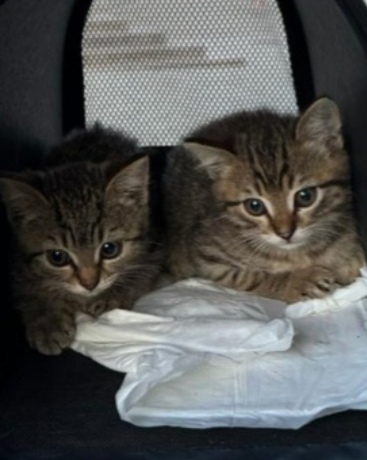 Kittens: boy and girl to good people. They are located in the Lipetsk region. Delivery within Russia is discussed - cat, In good hands, No rating, Helping animals, Homeless animals, Longpost, Video