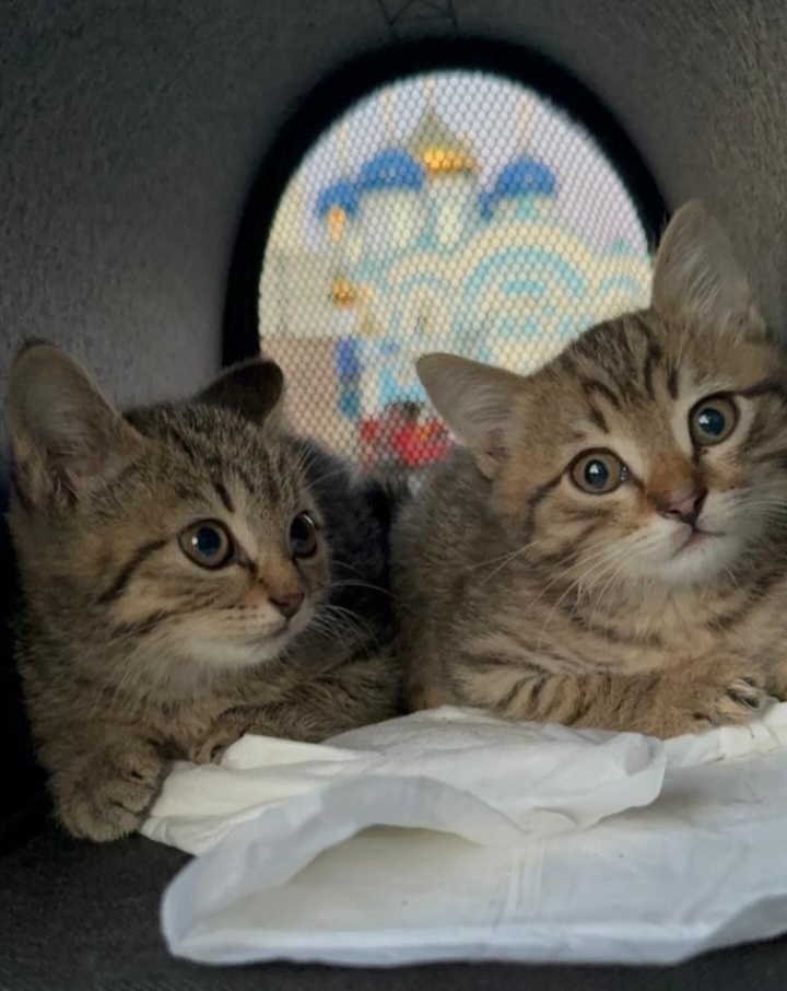 Kittens: boy and girl to good people. They are located in the Lipetsk region. Delivery within Russia is discussed - cat, In good hands, No rating, Helping animals, Homeless animals, Longpost, Video