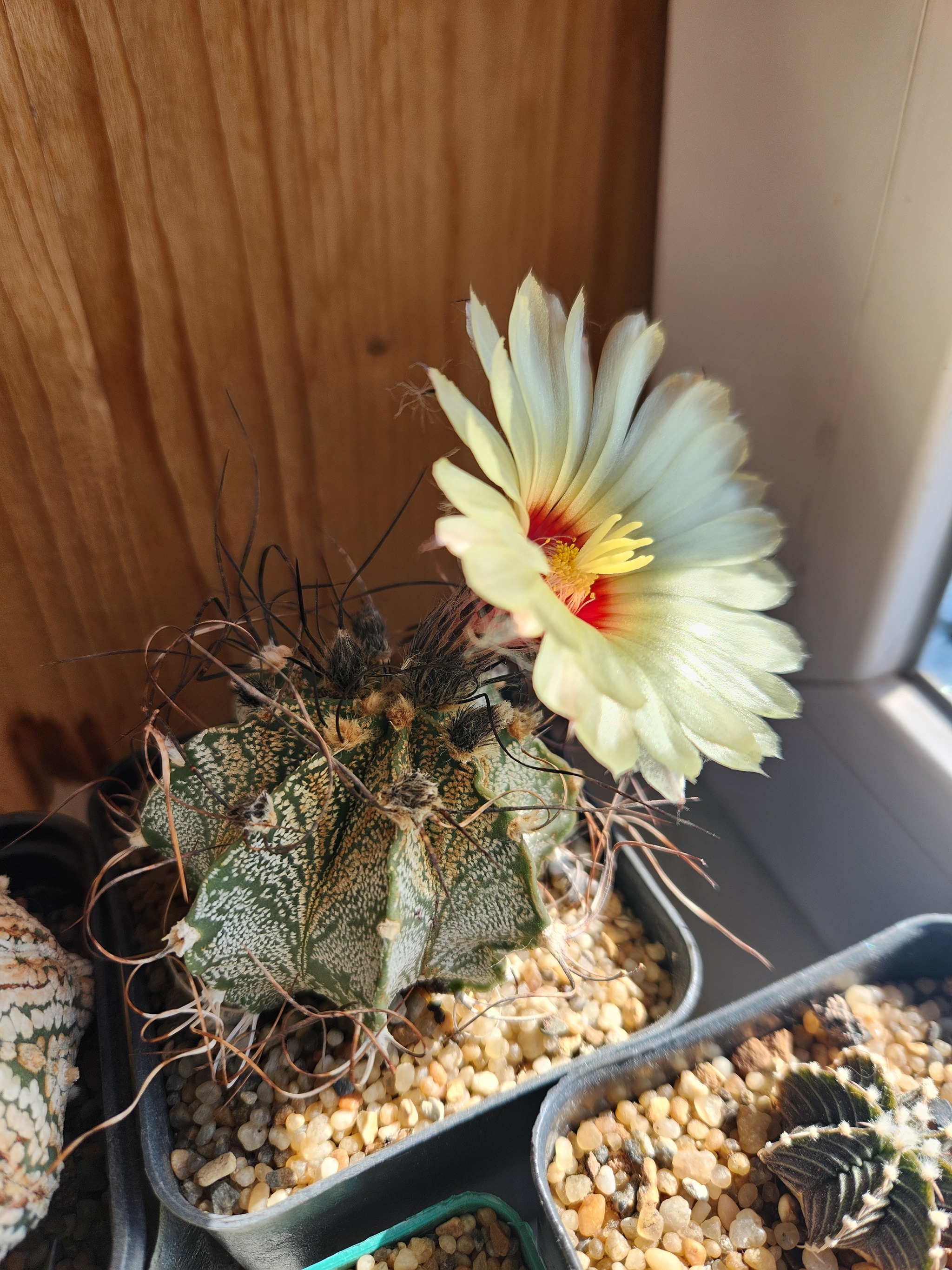 The cactus bloomed - My, Cactus, Bloom, Longpost, Mobile photography