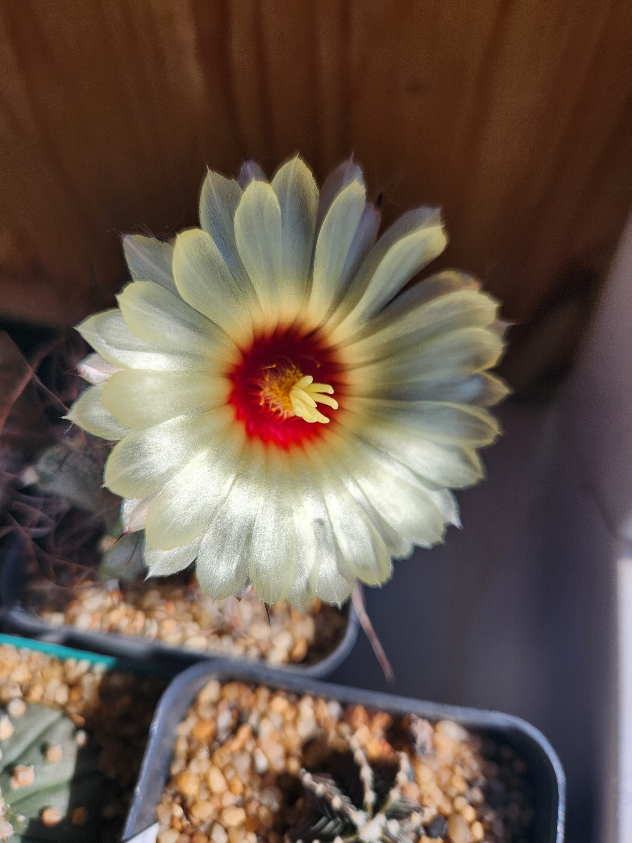 The cactus bloomed - My, Cactus, Bloom, Longpost, Mobile photography