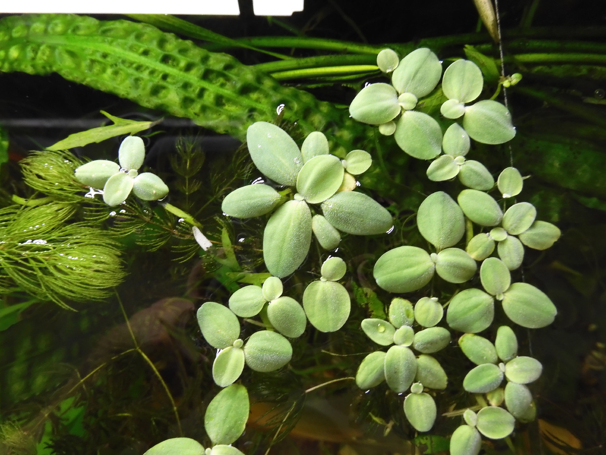 Aquarium plant pistia, water lettuce: maintenance and reproduction. Pros and cons of the pistia plant - My, A fish, Biology, Aquarium