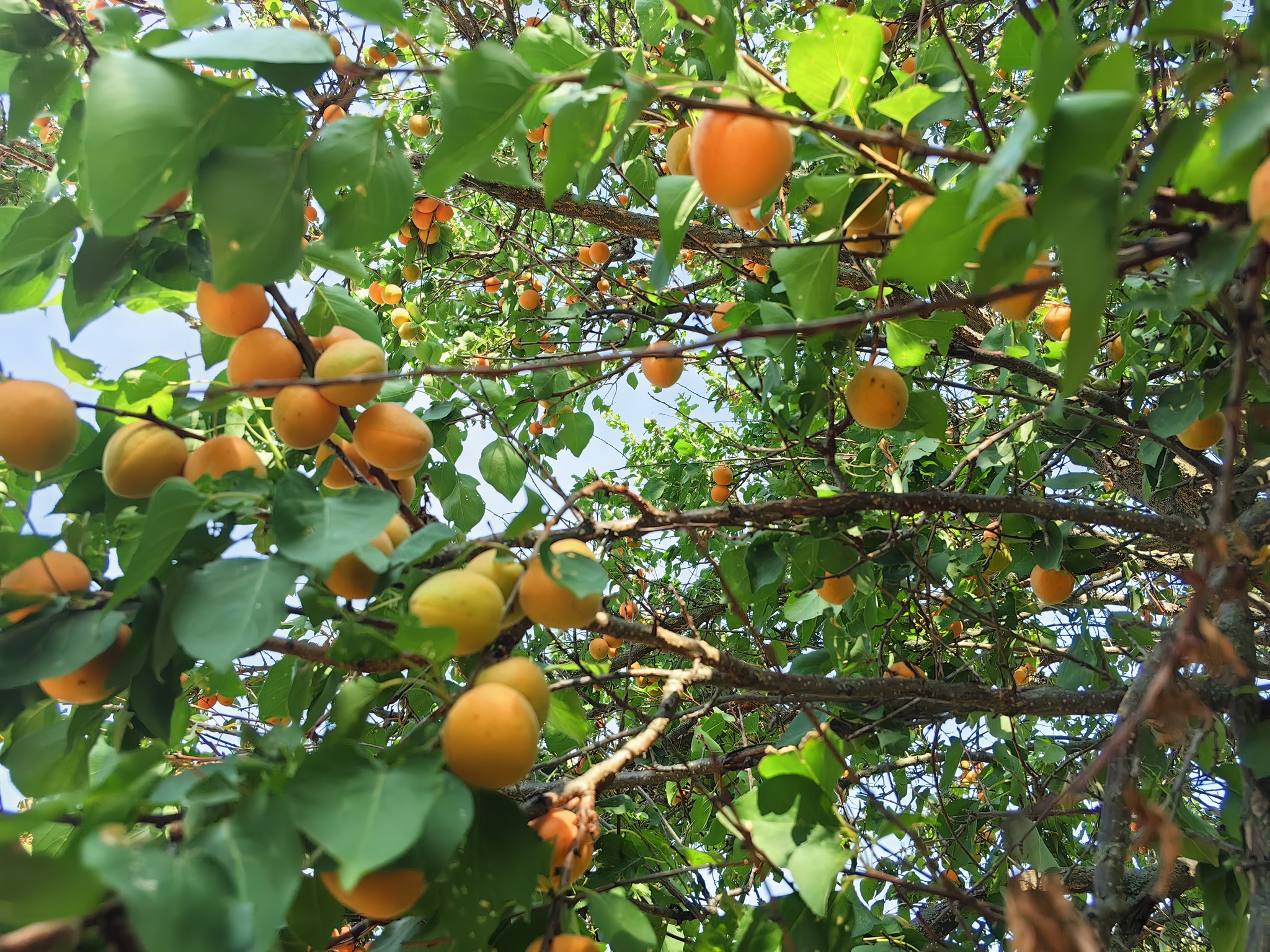 Little suns on a branch :) - My, Apricot, Фрукты, Fruit, Positive, Orchard, Longpost