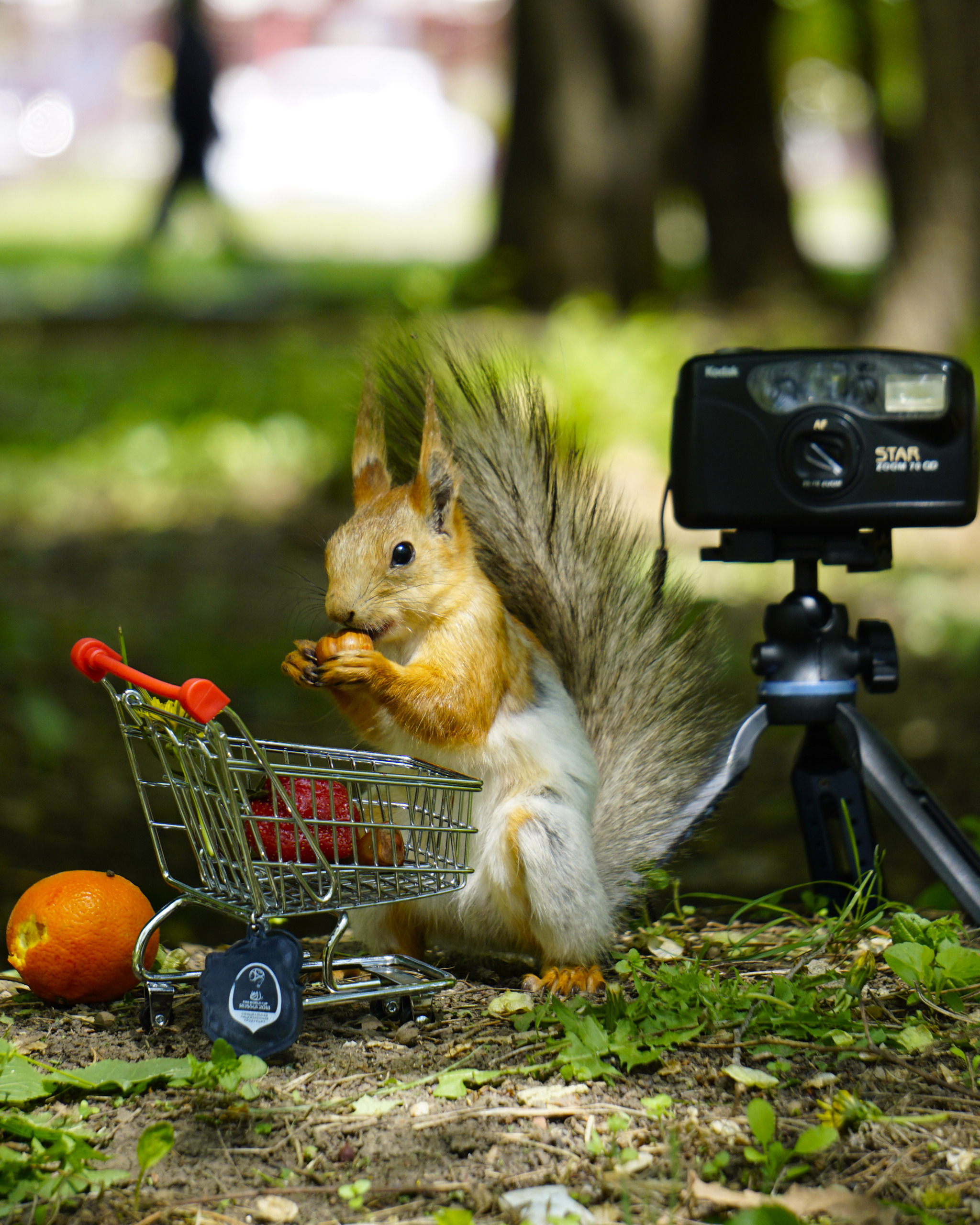 С Днём фотографа! - Моё, Фотография, Белка, День фотографа, Фотоаппарат