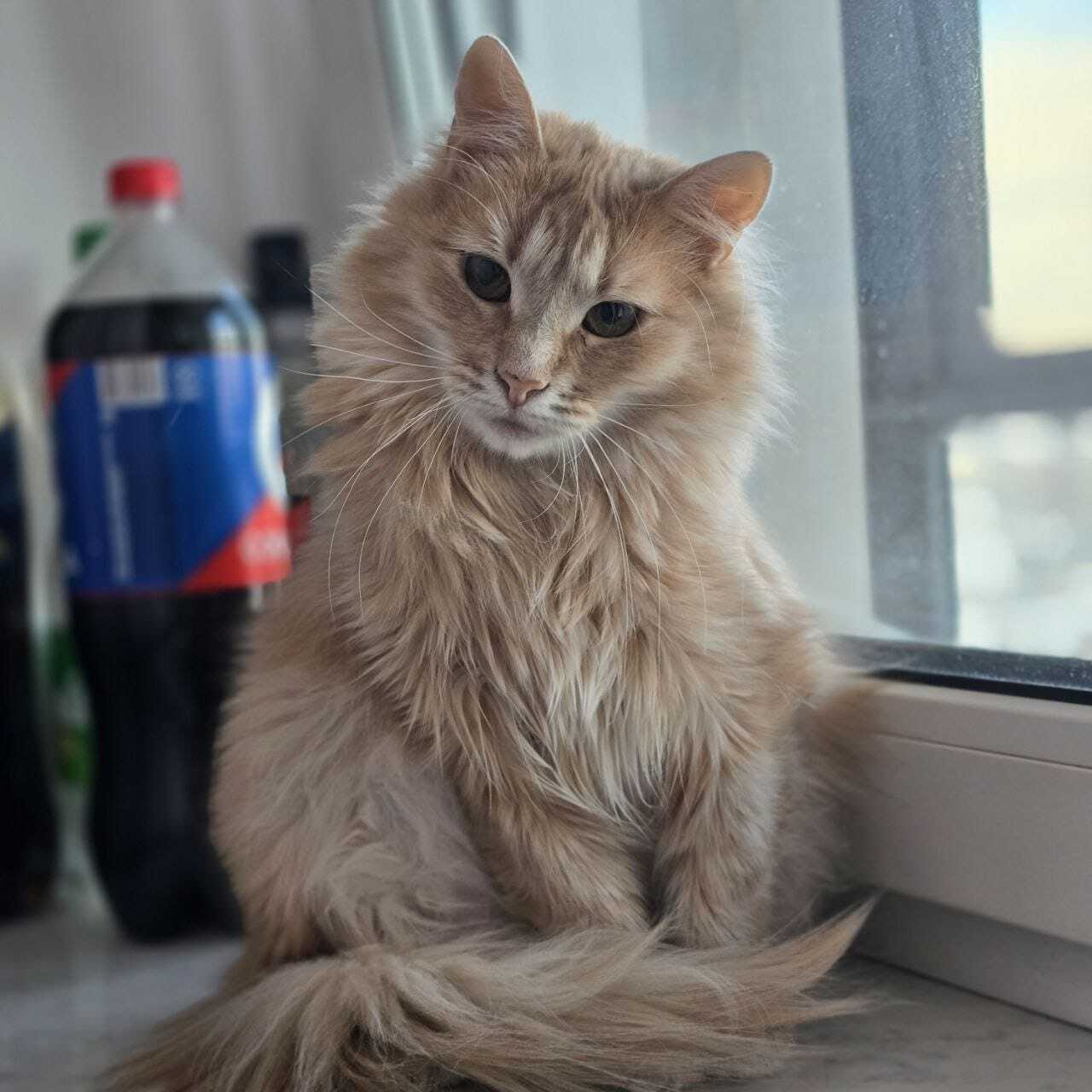 Nastya, who was threatened with the street, is happily living her cat life in her new home - Volunteering, Kindness, cat, No rating, In good hands, Cat lovers, Fluffy, Homeless animals, Pets, Help, Good league, Longpost, Found a home