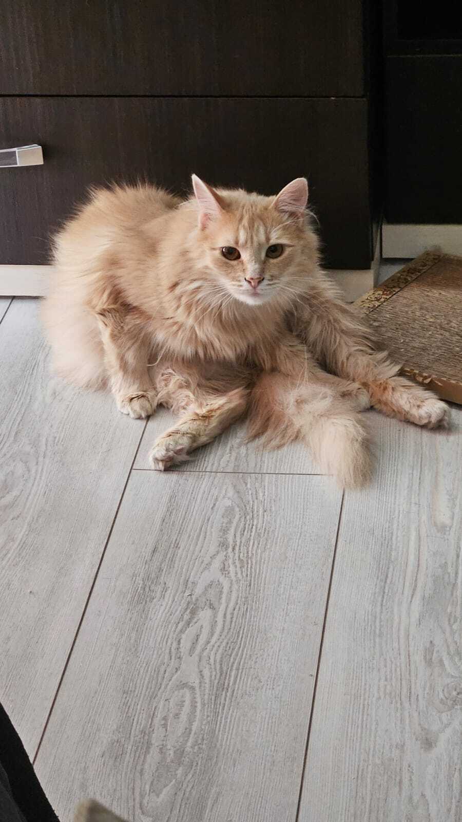 Nastya, who was threatened with the street, is happily living her cat life in her new home - Volunteering, Kindness, cat, No rating, In good hands, Cat lovers, Fluffy, Homeless animals, Pets, Help, Good league, Longpost, Found a home