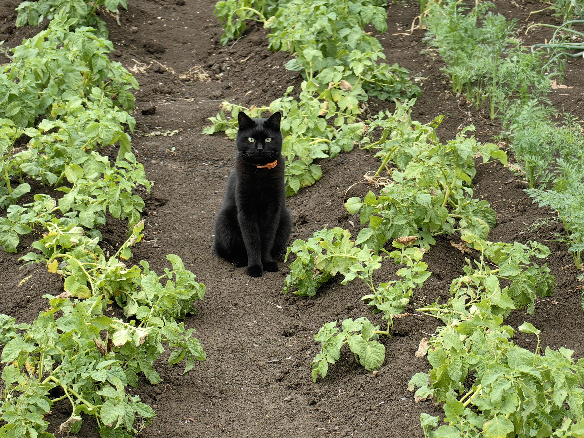 Maksik, a Moscow cousin, is hunting for mole crickets in the garden :) - cat, Garden, Greenery, Fluffy, South, Azov, Black cat, The photo