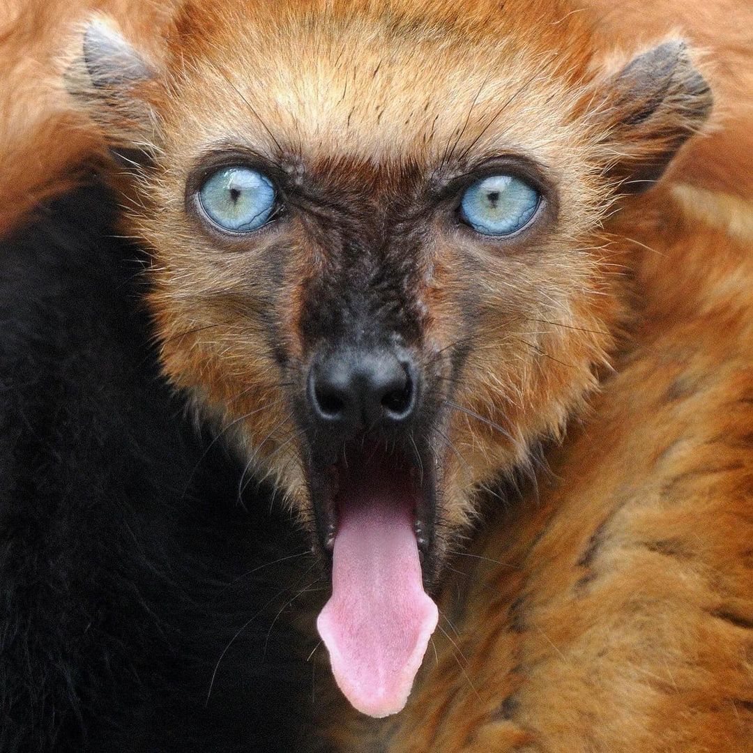 Blue-eyed black lemur - Endangered species, Primates, Lemur, Wild animals, Zoo, The photo, Longpost