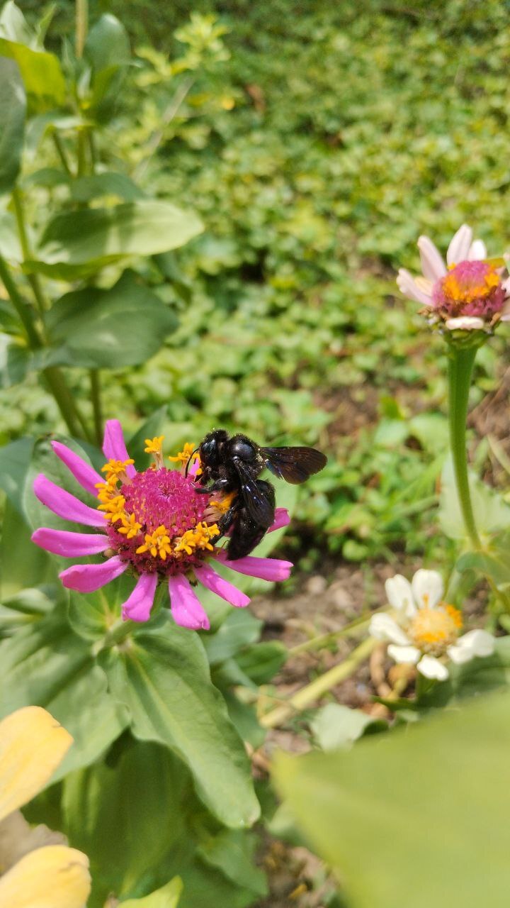 Пчела-плотник | Пикабу