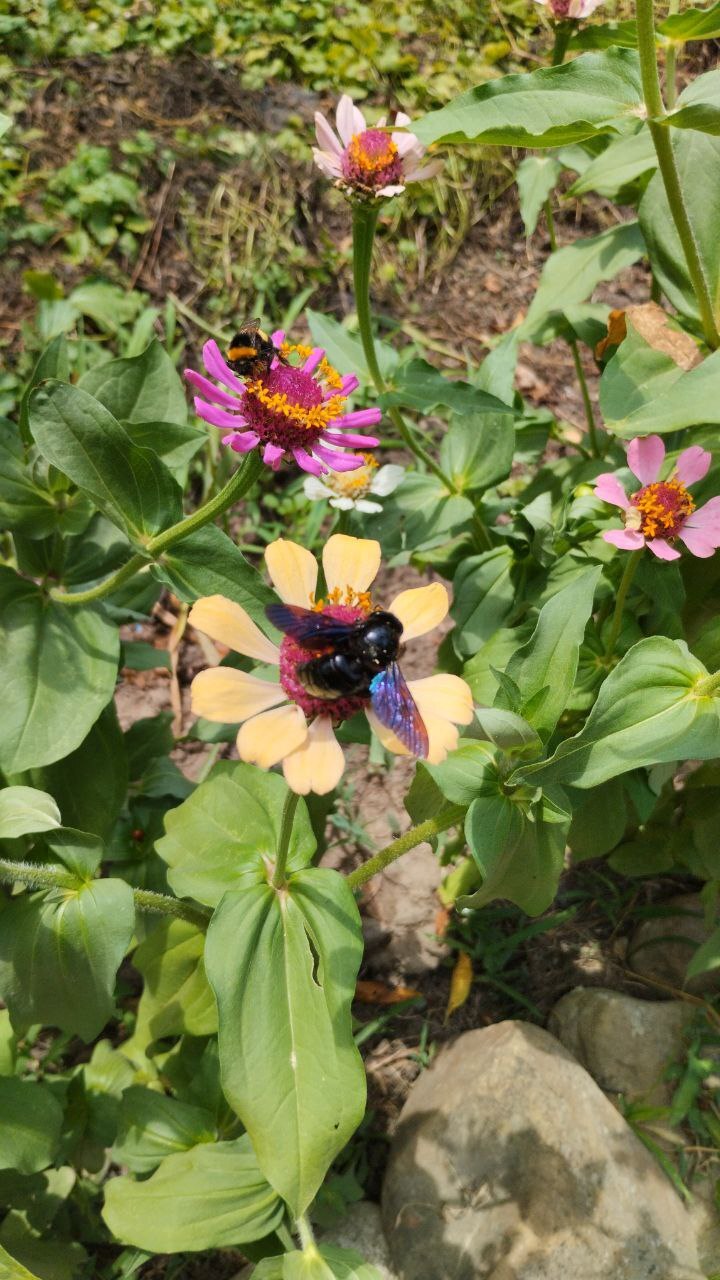 Пчела-плотник | Пикабу