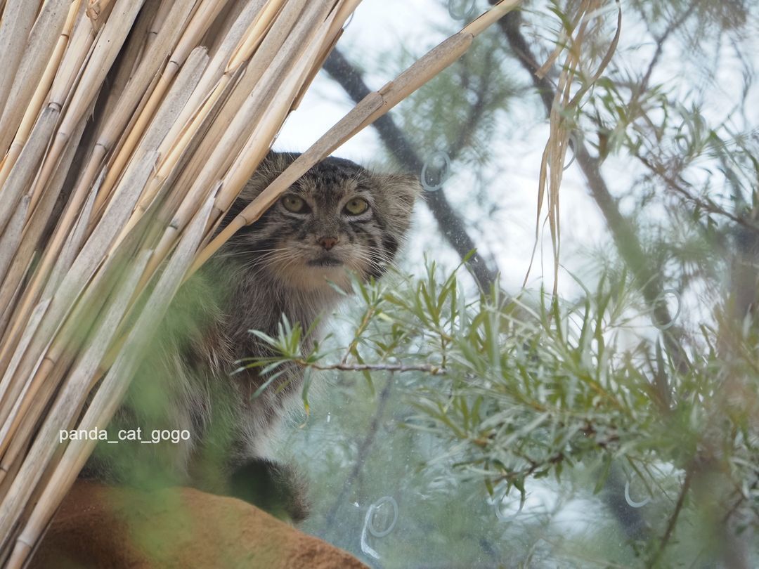 Young Czech - Wild animals, Small cats, Cat family, Predatory animals, Pallas' cat, The photo, Zoo, Information, Aviary, Longpost