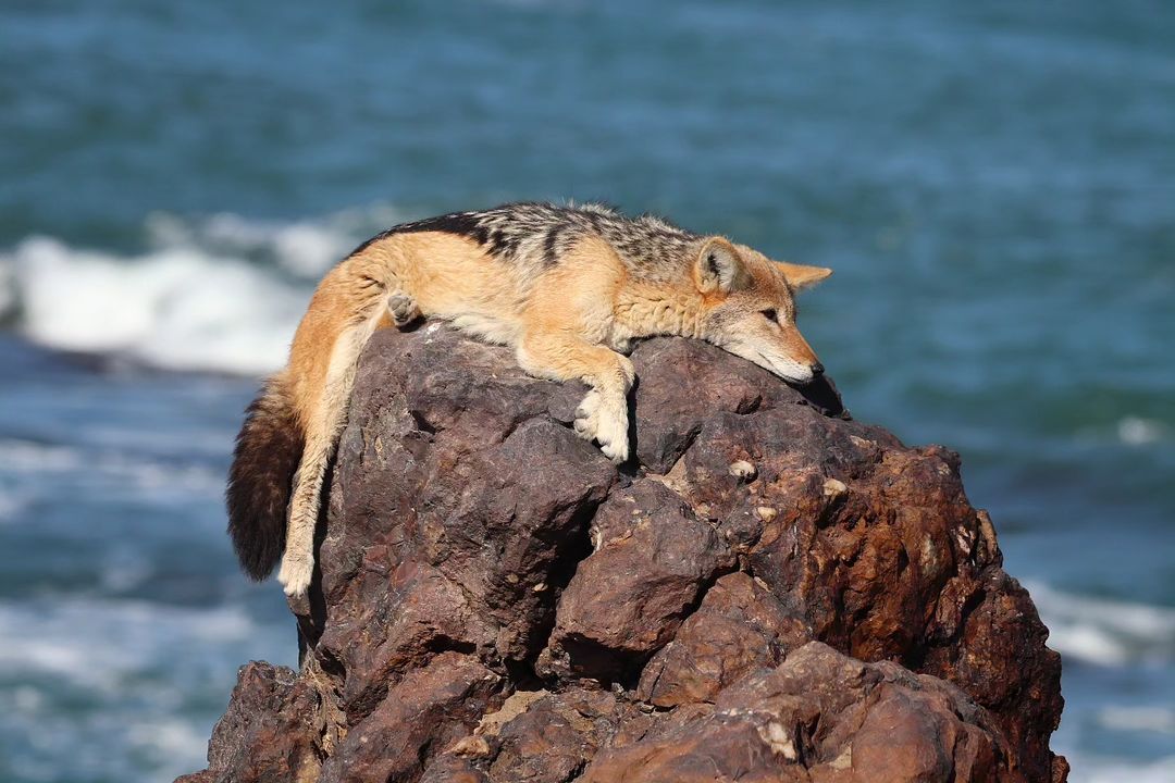 Warm place - Jackal, Canines, Predatory animals, Wild animals, wildlife, Namib Desert, South Africa, The photo, The rocks