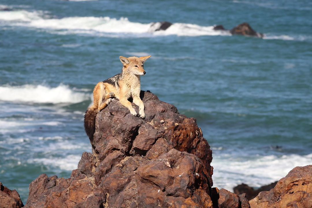 Warm place - Jackal, Canines, Predatory animals, Wild animals, wildlife, Namib Desert, South Africa, The photo, The rocks