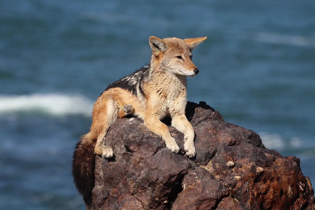 Warm place - Jackal, Canines, Predatory animals, Wild animals, wildlife, Namib Desert, South Africa, The photo, The rocks