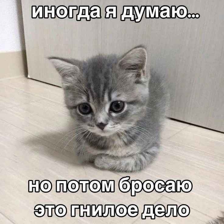 Thinking it hurts - Picture with text, Memes, Humor, Milota, Images, cat