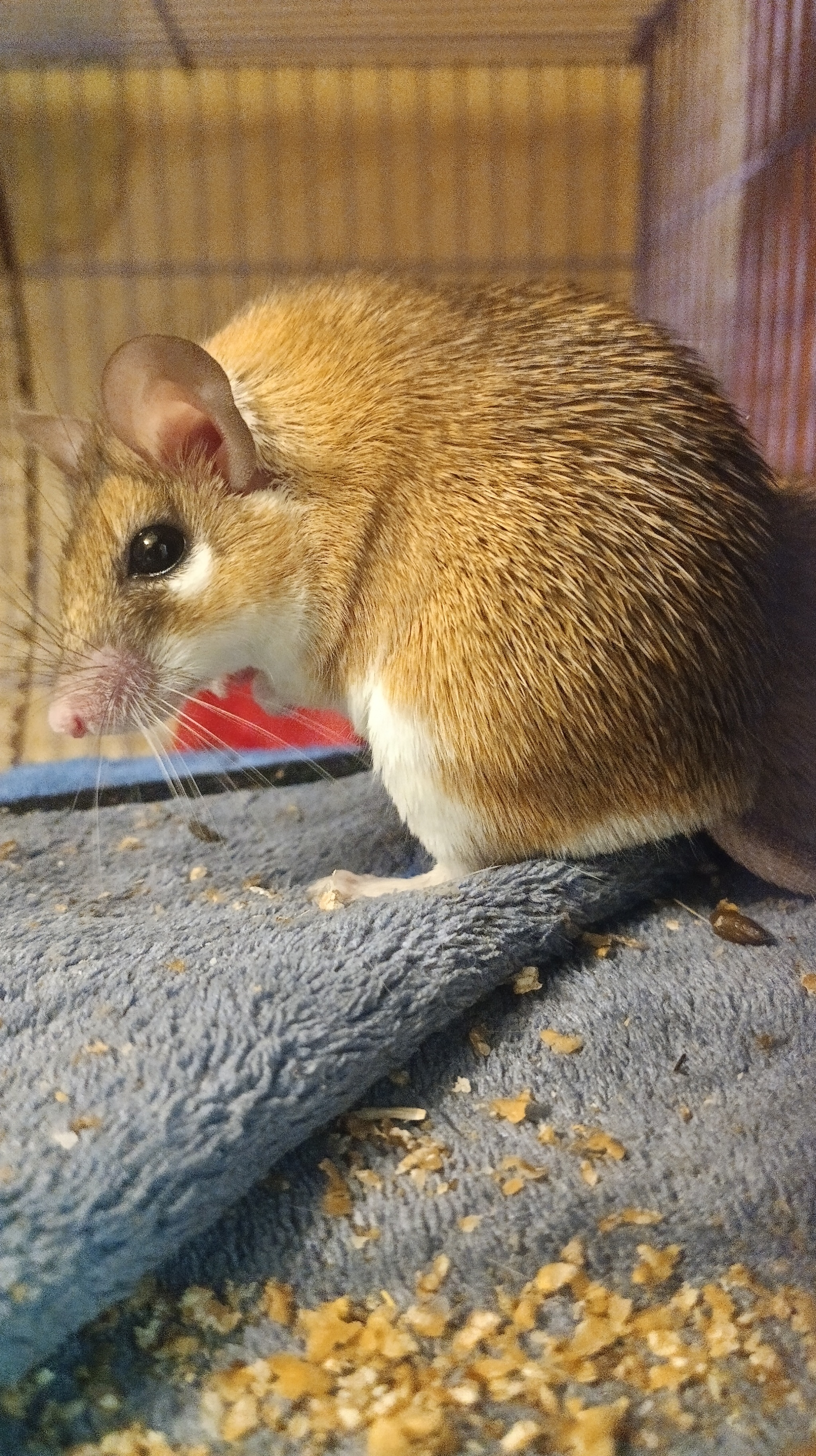 Frida - My, Mouse, Pets, The photo