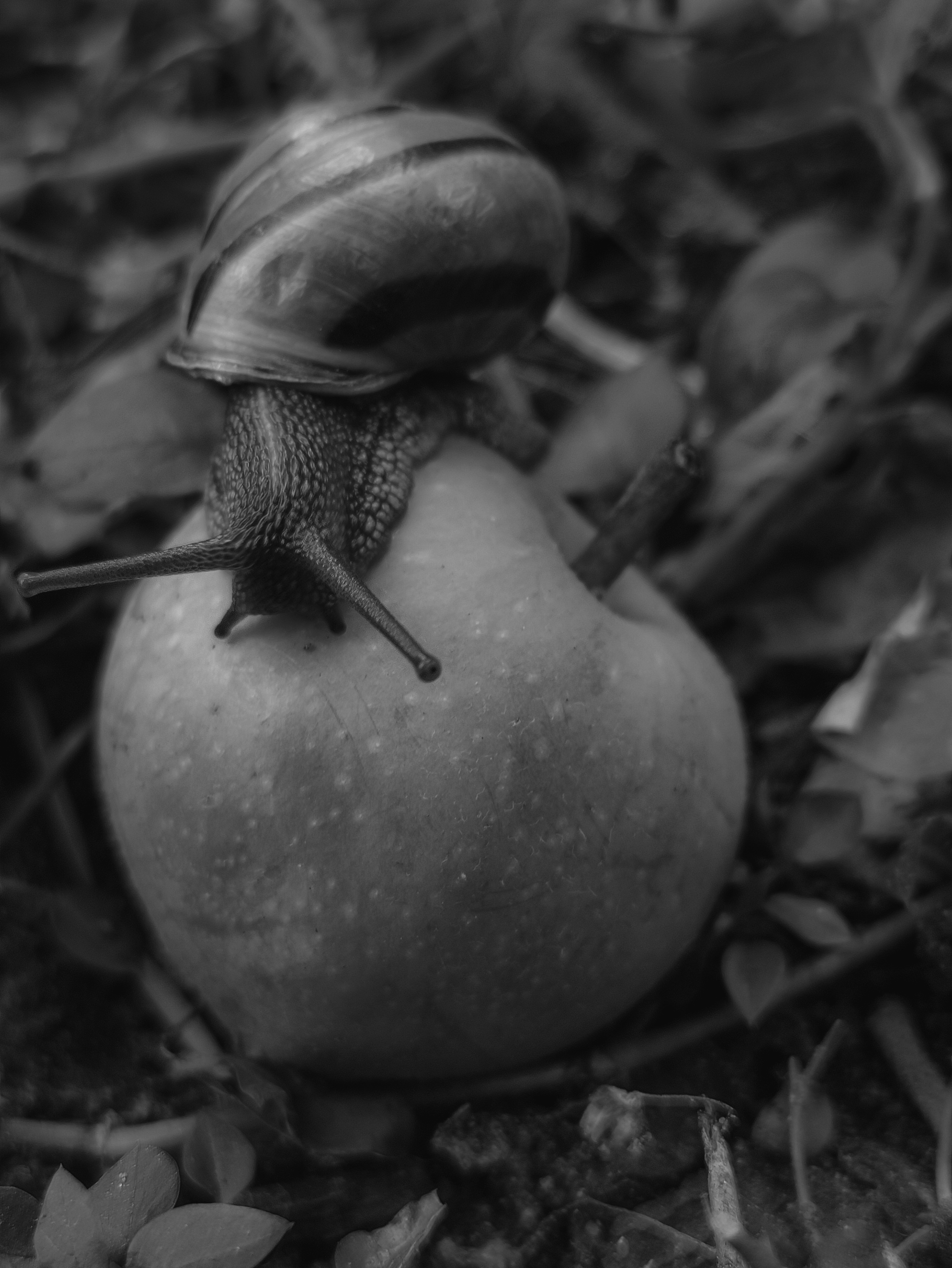 B&W snail - My, The photo, Black and white photo, Snail, Apples