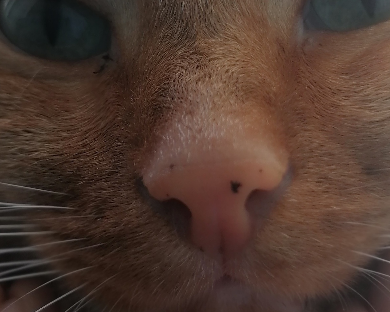 My cat - My, cat, Nose, Heart, Fluffy, Longpost, Pets, The photo