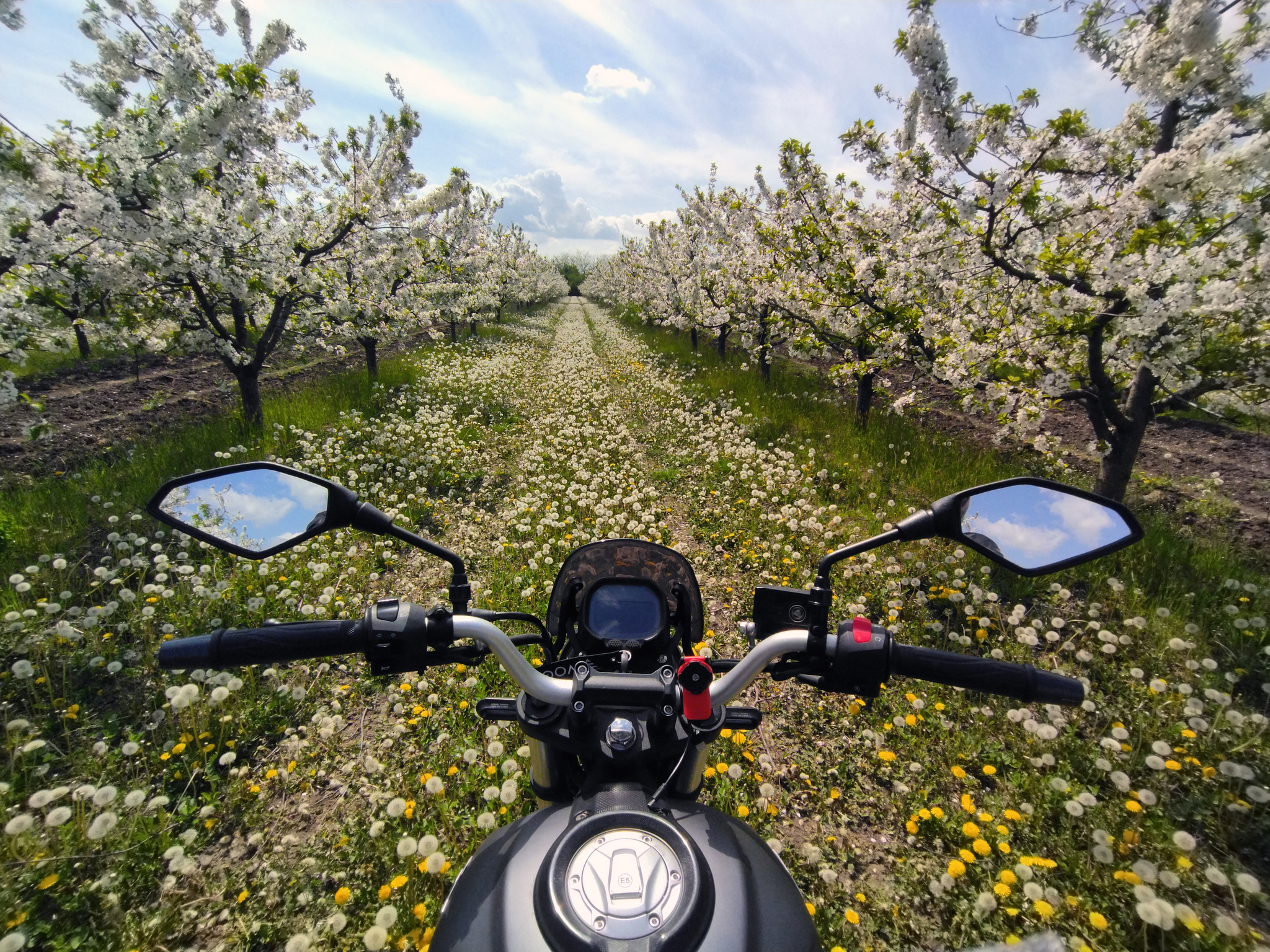 Blooming gardens in the village of Dinskaya - My, Краснодарский Край, Apple blossom, Garden, Spring, Nature, Bloom, Moto, The photo