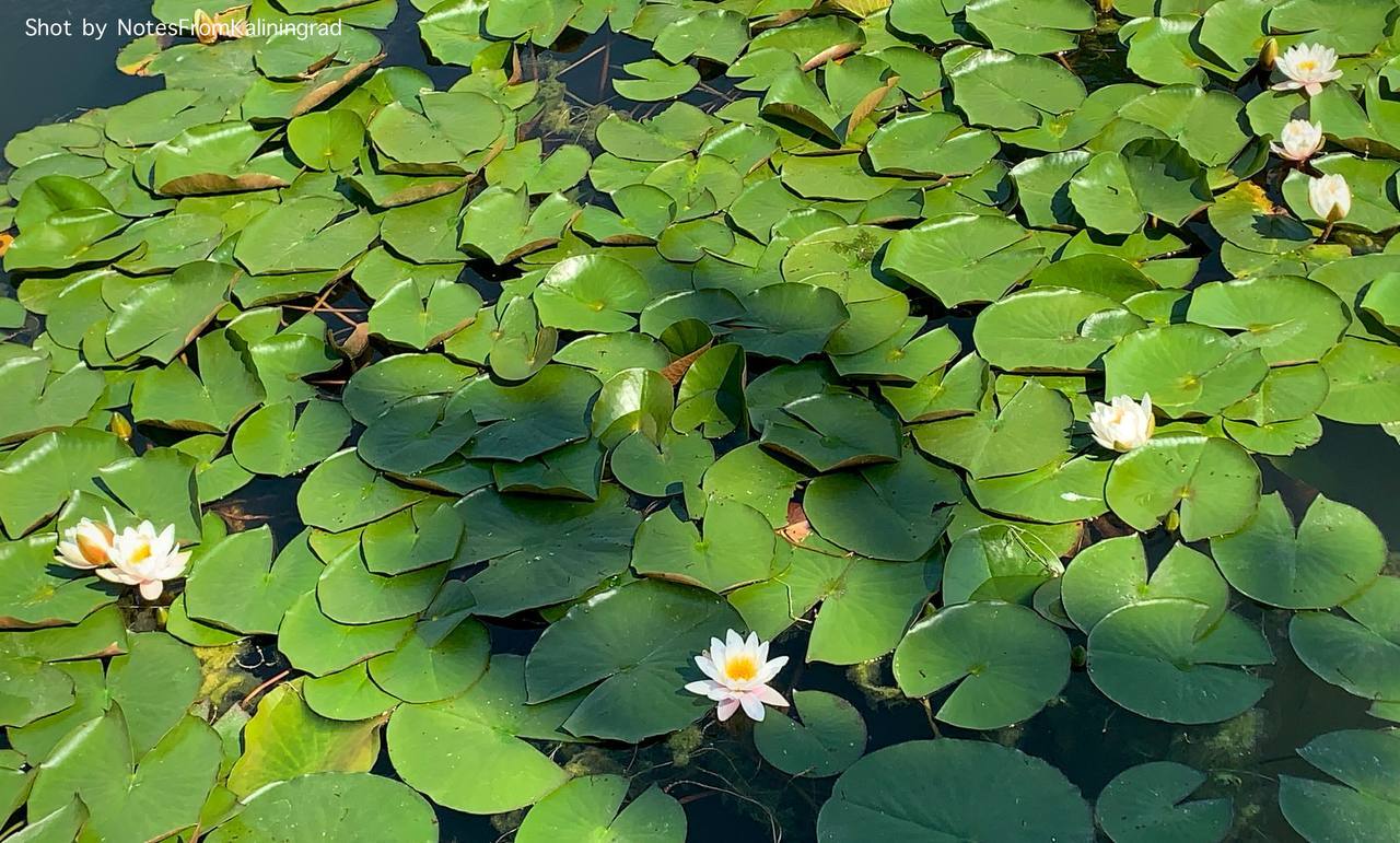 Water lily - My, Water lily, Plants, City walk, Street photography, Kaliningrad region, Bloom, Kaliningrad, Longpost