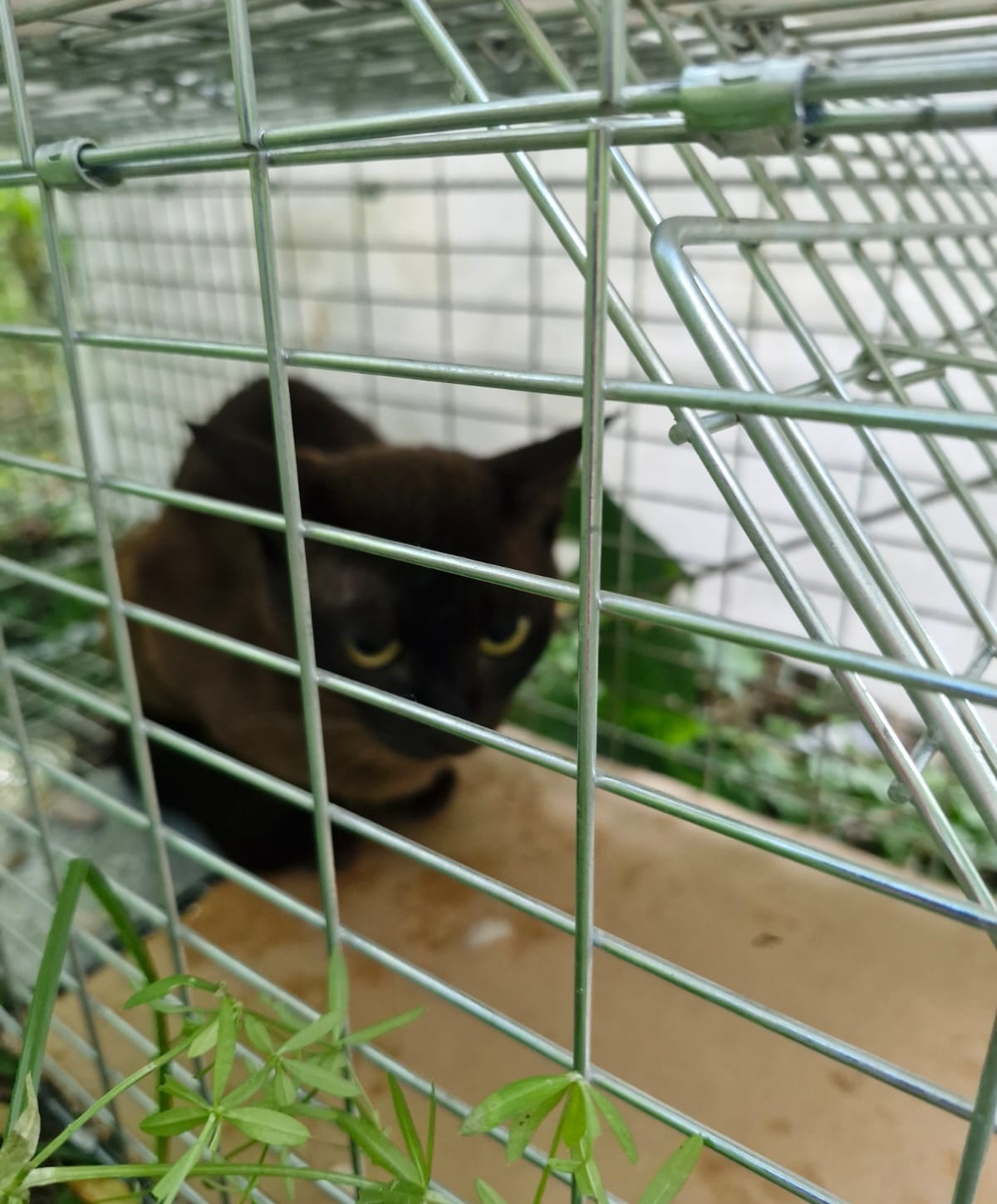 Continuation of the post “Cat - Burmese breed on the street” - Animal Rescue, No rating, Lost, In good hands, Homeless animals, cat, Overexposure, Shelter, Cat lovers, Volunteering, Charity, Kittens, Fluffy, Veterinary, Reply to post, Telegram (link), Longpost