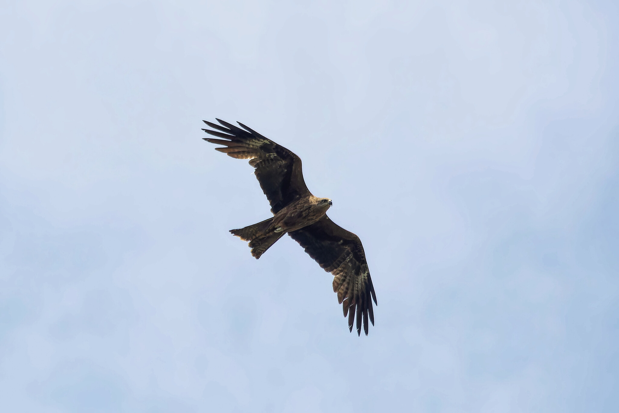 Flyer. Not space - My, Photo hunting, Ornithology, The nature of Russia, Birds, Summer, Nature, Hobby, The photo, wildlife