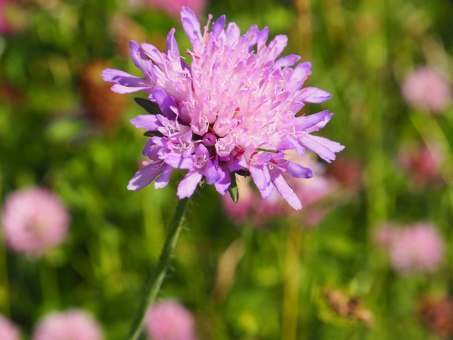 Vladimir region, mid-summer - My, Summer, Nature, Russia, Vladimir region, Flowers, beauty, Field, Sunset, Longpost