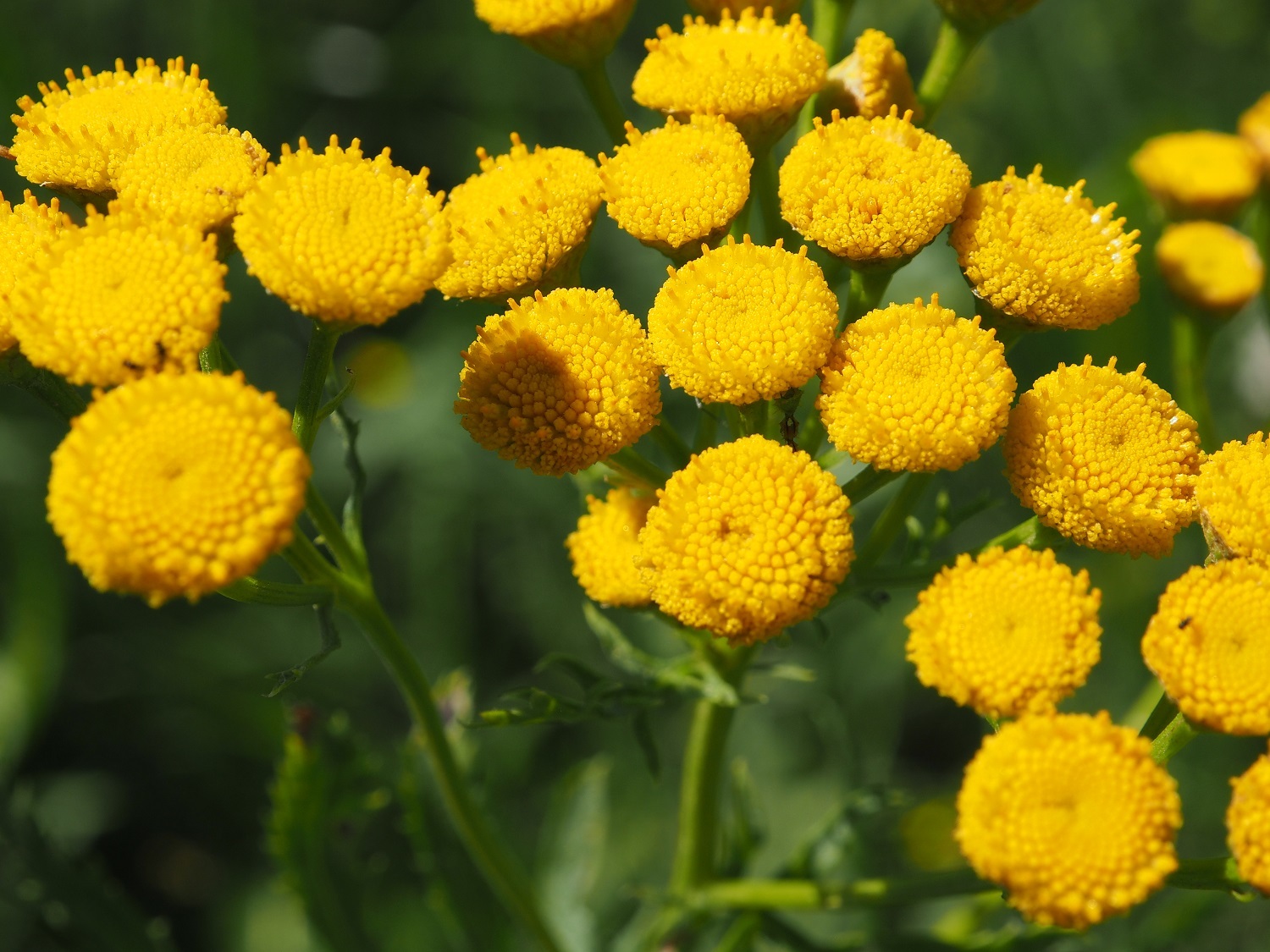 Vladimir region, mid-summer - My, Summer, Nature, Russia, Vladimir region, Flowers, beauty, Field, Sunset, Longpost