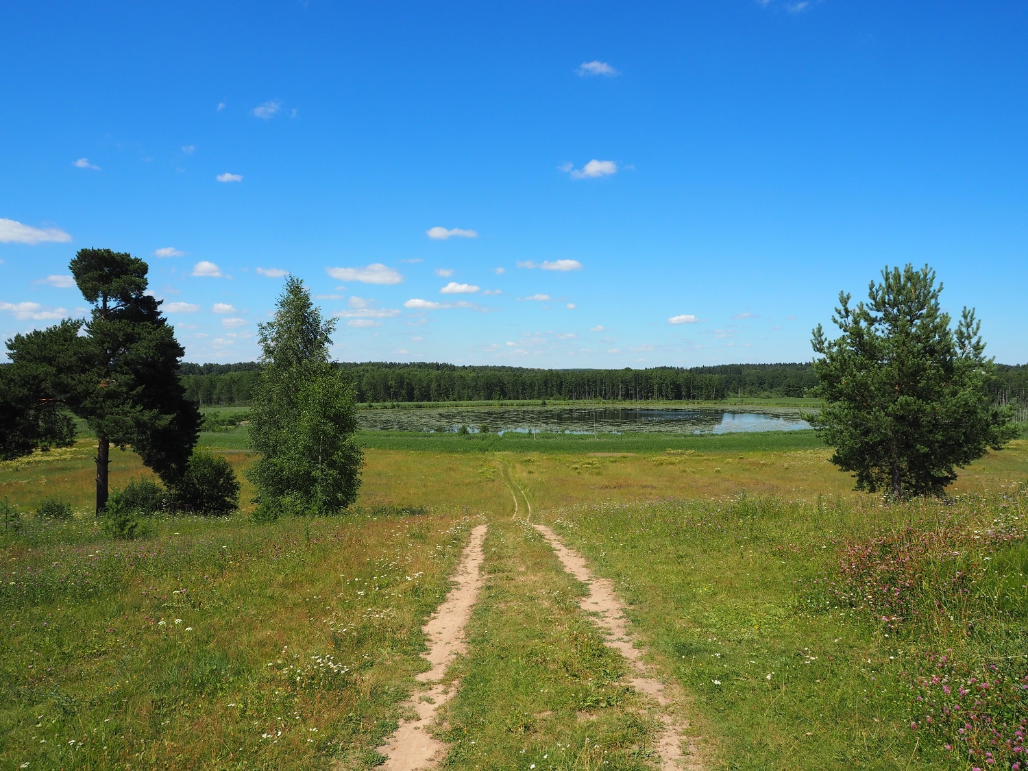 Vladimir region, mid-summer - My, Summer, Nature, Russia, Vladimir region, Flowers, beauty, Field, Sunset, Longpost