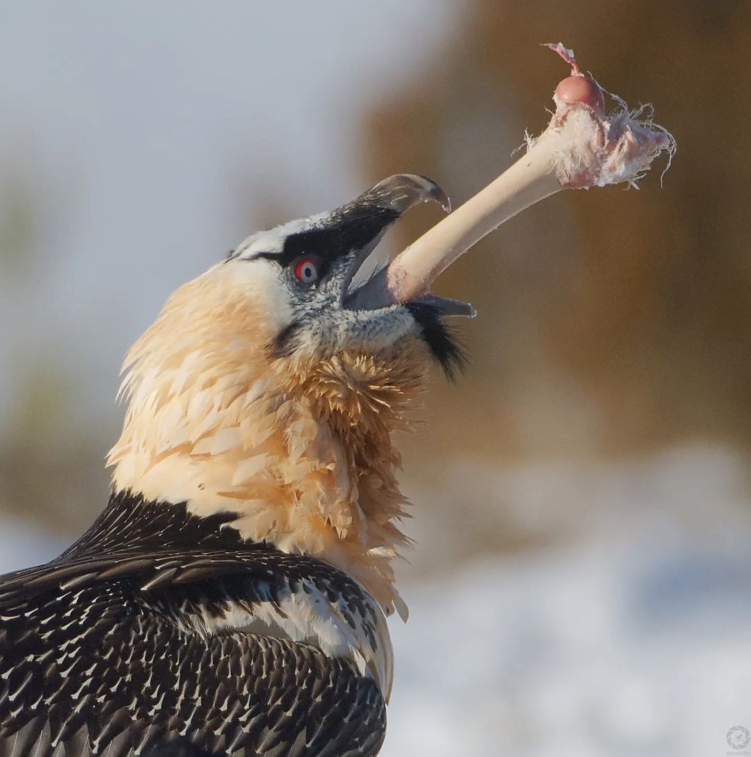 The bearded man, aka the lamb - Birds, Predator birds, Wild animals, wildlife, Bones, The photo, Lamb