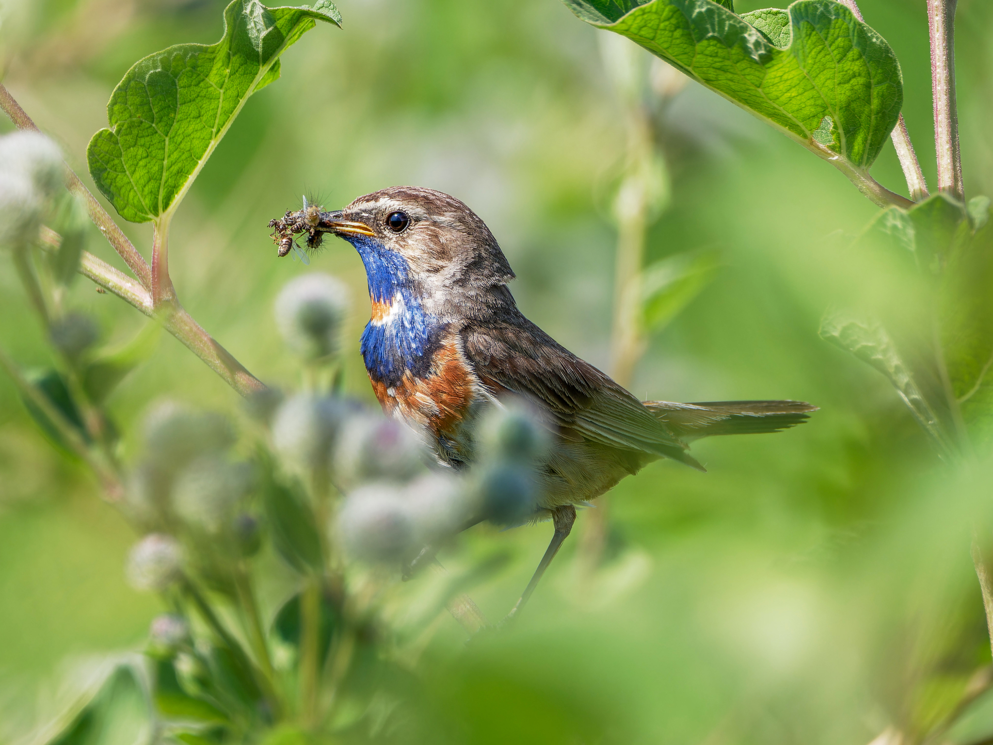 There is no such thing as too much food! - My, The photo, The nature of Russia, Photo hunting, Nature, Birds, Bluethroat, Ornithology League, Bird watching, In the animal world, Ornithology