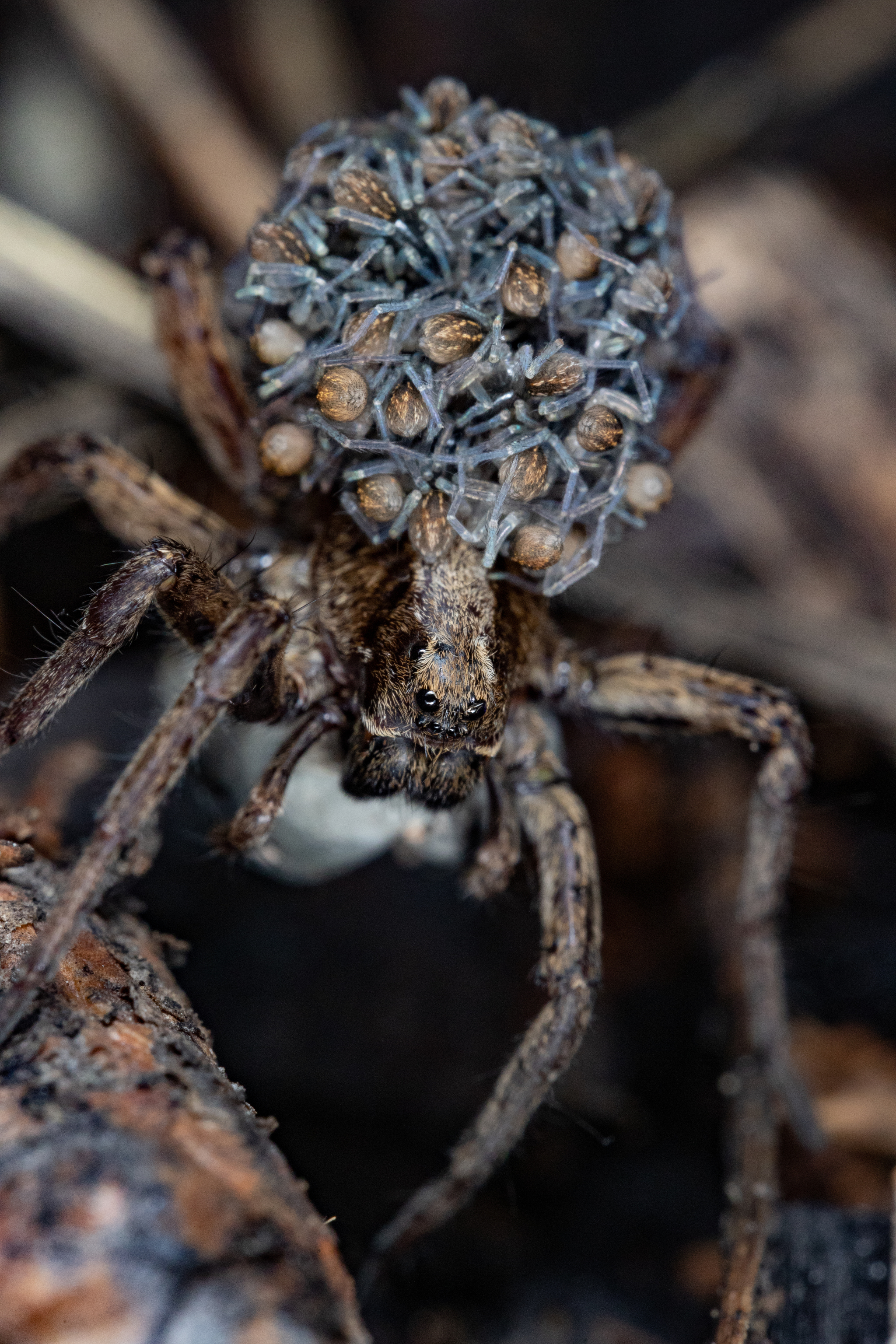 Spiderwoman with spiderlings - My, The photo, Macro photography, Spider