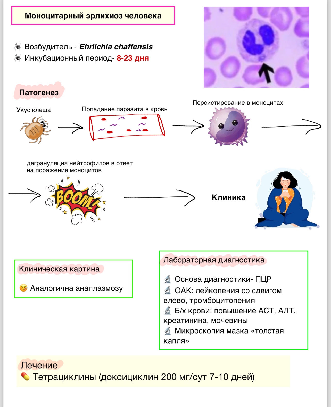 Клещевые инфекции - Медицина, Конспект, Без рейтинга, Шпаргалка, Длиннопост