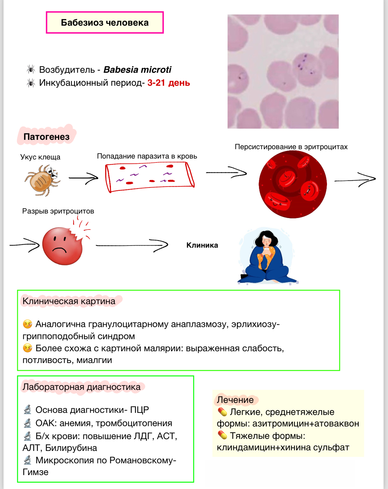 Клещевые инфекции - Медицина, Конспект, Без рейтинга, Шпаргалка, Длиннопост