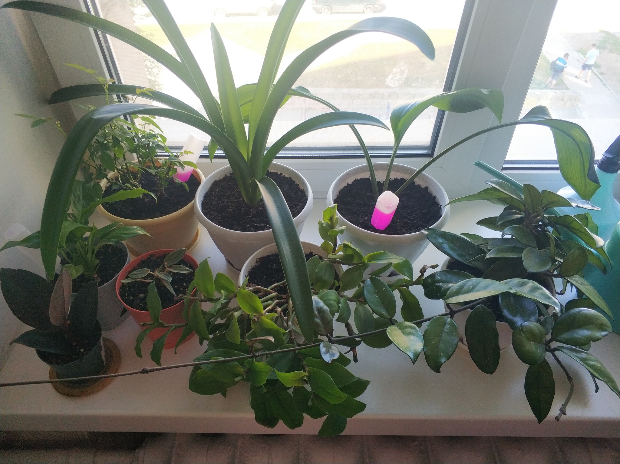 My green corner - My, Houseplants, Plants