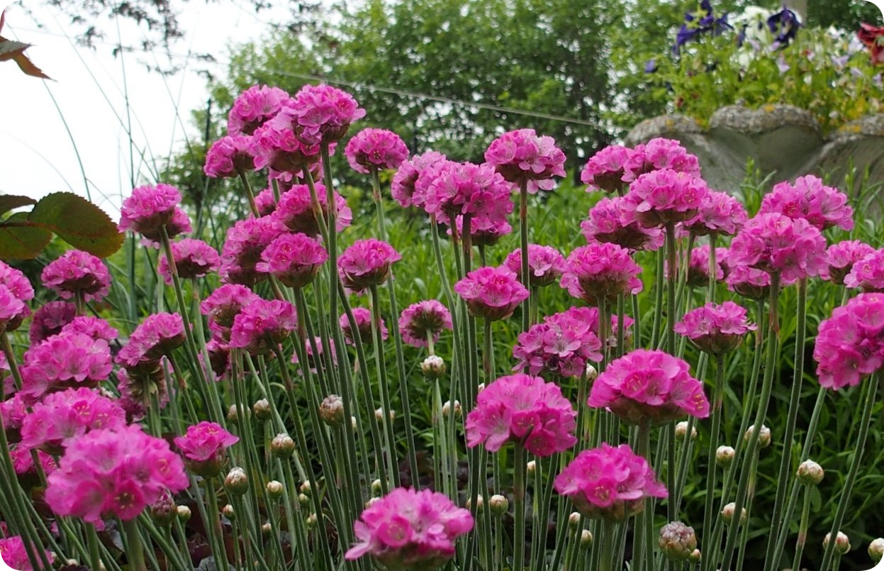 Armeria the Beautiful - Gardening, Marketplace, Garden, Plants, Longpost