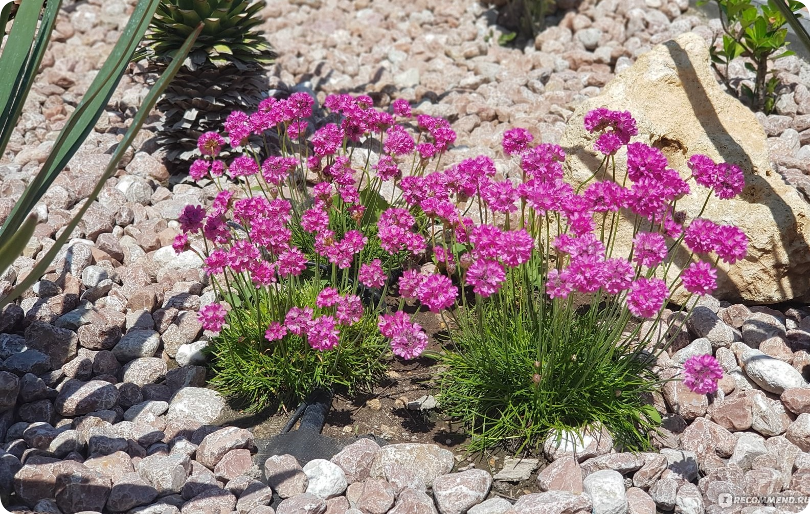 Armeria the Beautiful - Gardening, Marketplace, Garden, Plants, Longpost