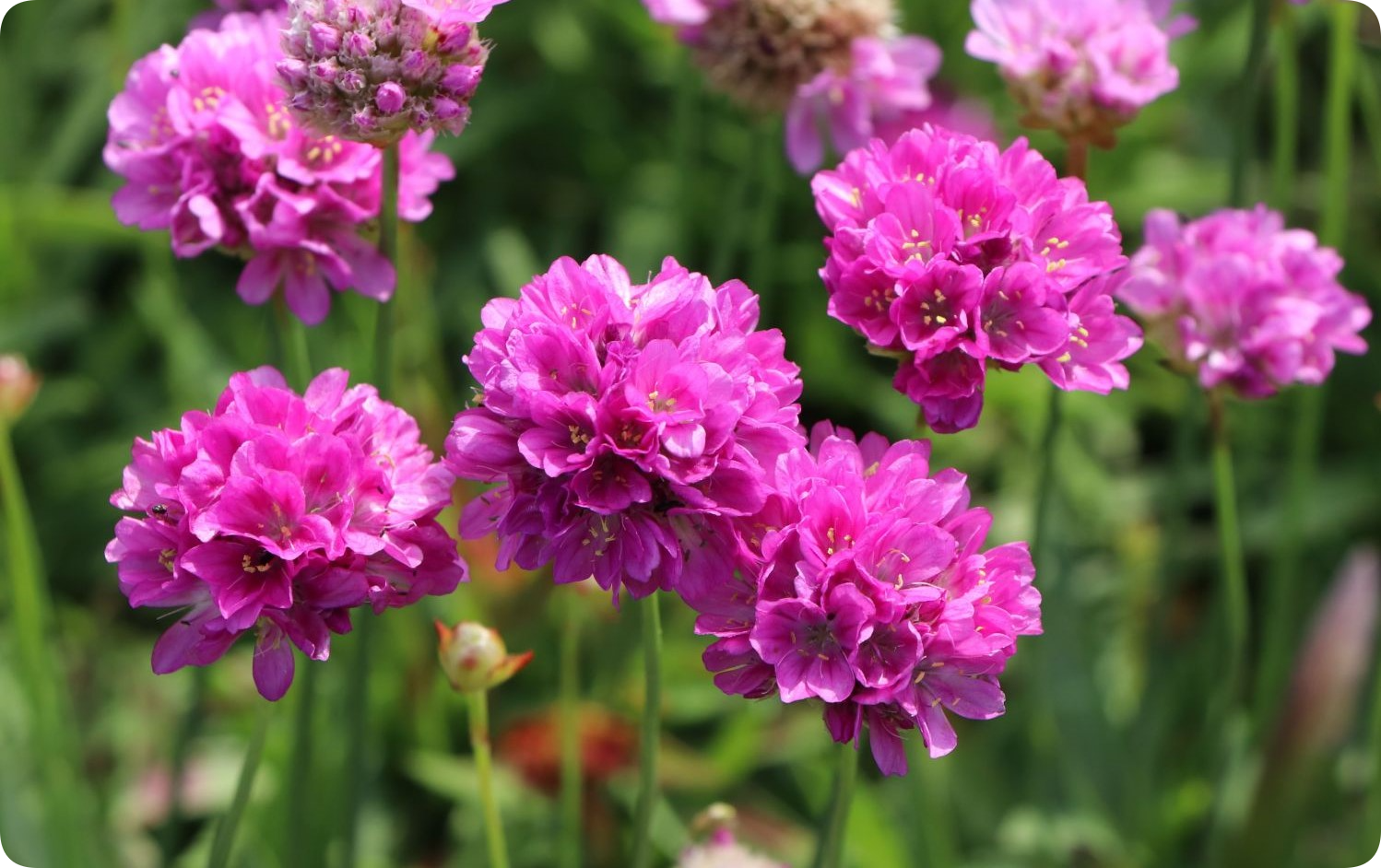 Armeria the Beautiful - Gardening, Marketplace, Garden, Plants, Longpost