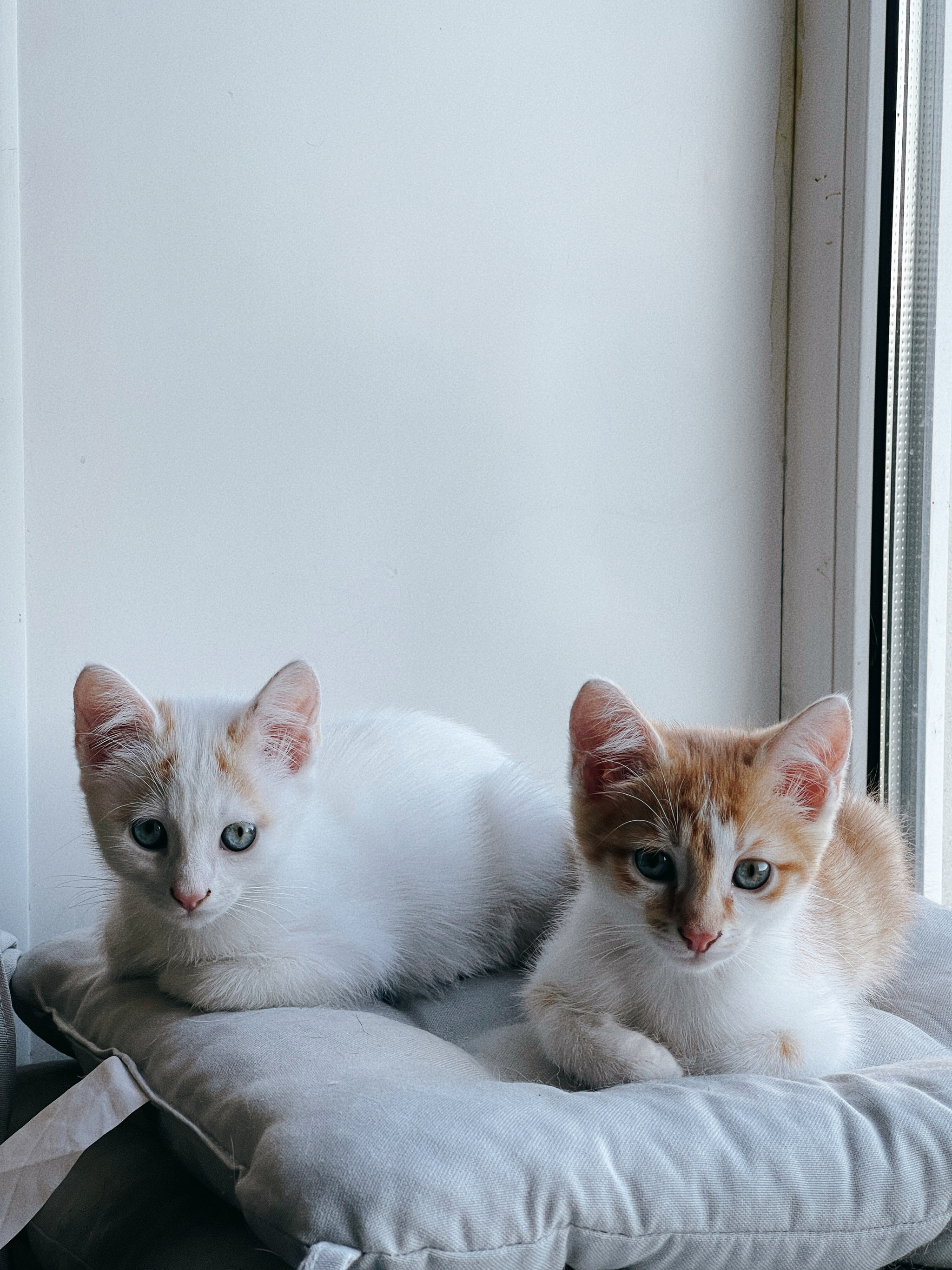 Two kittens are looking for a home - My, Kittens, Help, In good hands, Saint Petersburg, Longpost, cat