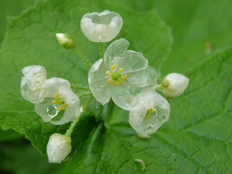 The flower that doesn't like rain - Flowers, Rain, Longpost