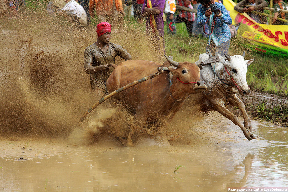 But, vagrants! - Race, Bull, Sport, Competition, Morals, Longpost