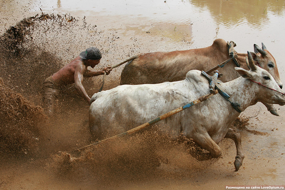 But, vagrants! - Race, Bull, Sport, Competition, Morals, Longpost