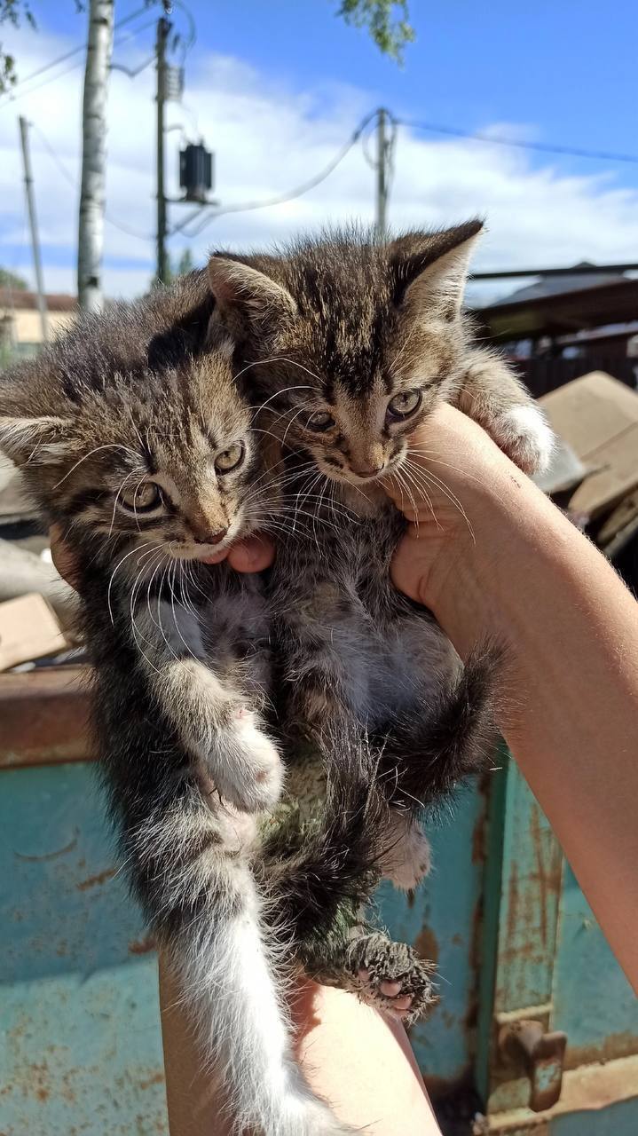 These two little ones were tied up in a bag and thrown out alive in the trash near “Tasty and full stop” on Zarechnaya - Crossposting, Pikabu publish bot, Video, Vertical video, Nizhny Novgorod, Longpost, cat, Animal Rescue, Kittens, Helping animals