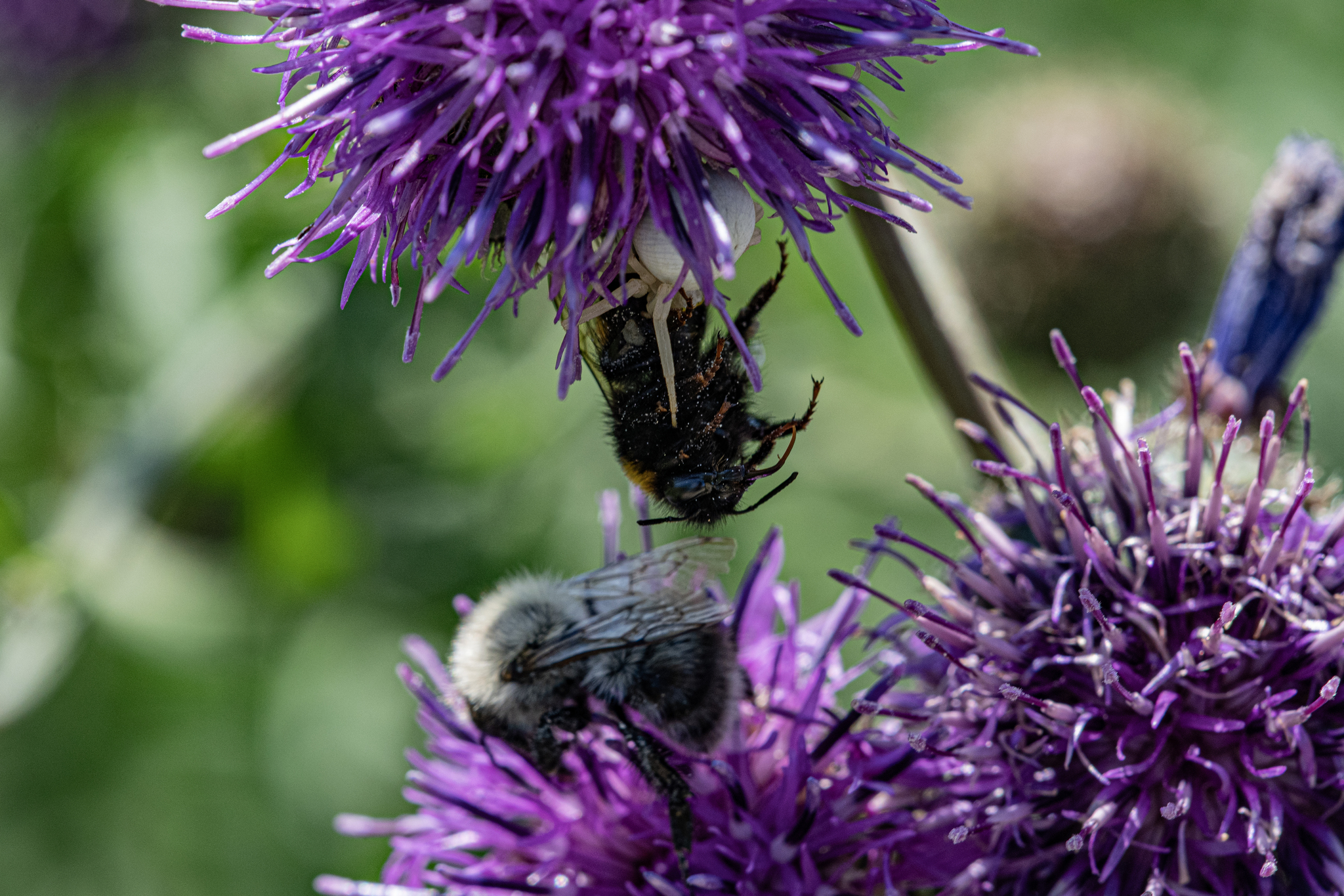 Spider with its prey - My, The photo, Nikon, The nature of Russia, Macro photography, Spider, Flowers, Agrimony, Victim, Mining