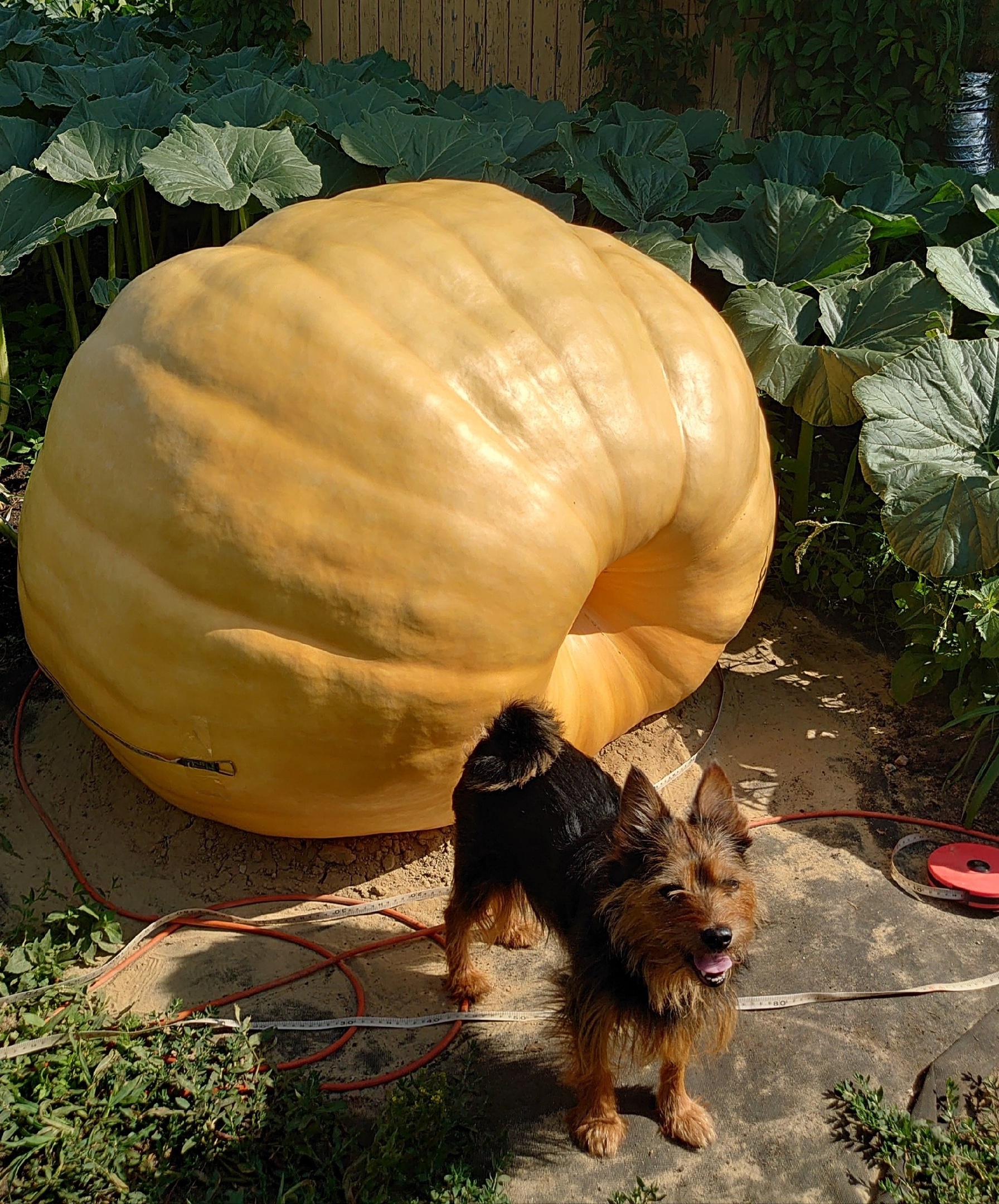 Giant Pumpkin Summary for 7/14/2024 - My, Gardening, Garden, Garden, Plants, Big size, Vegetables, Longpost