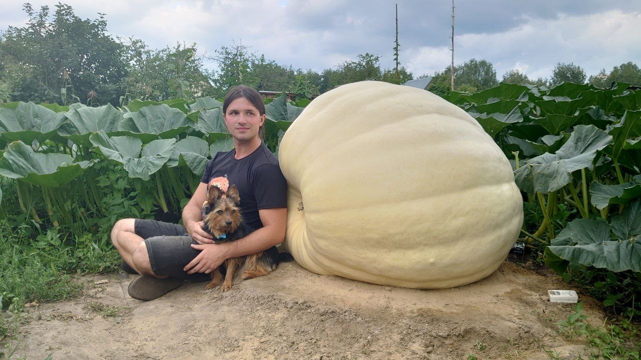 Giant Pumpkin Summary for 7/14/2024 - My, Gardening, Garden, Garden, Plants, Big size, Vegetables, Longpost