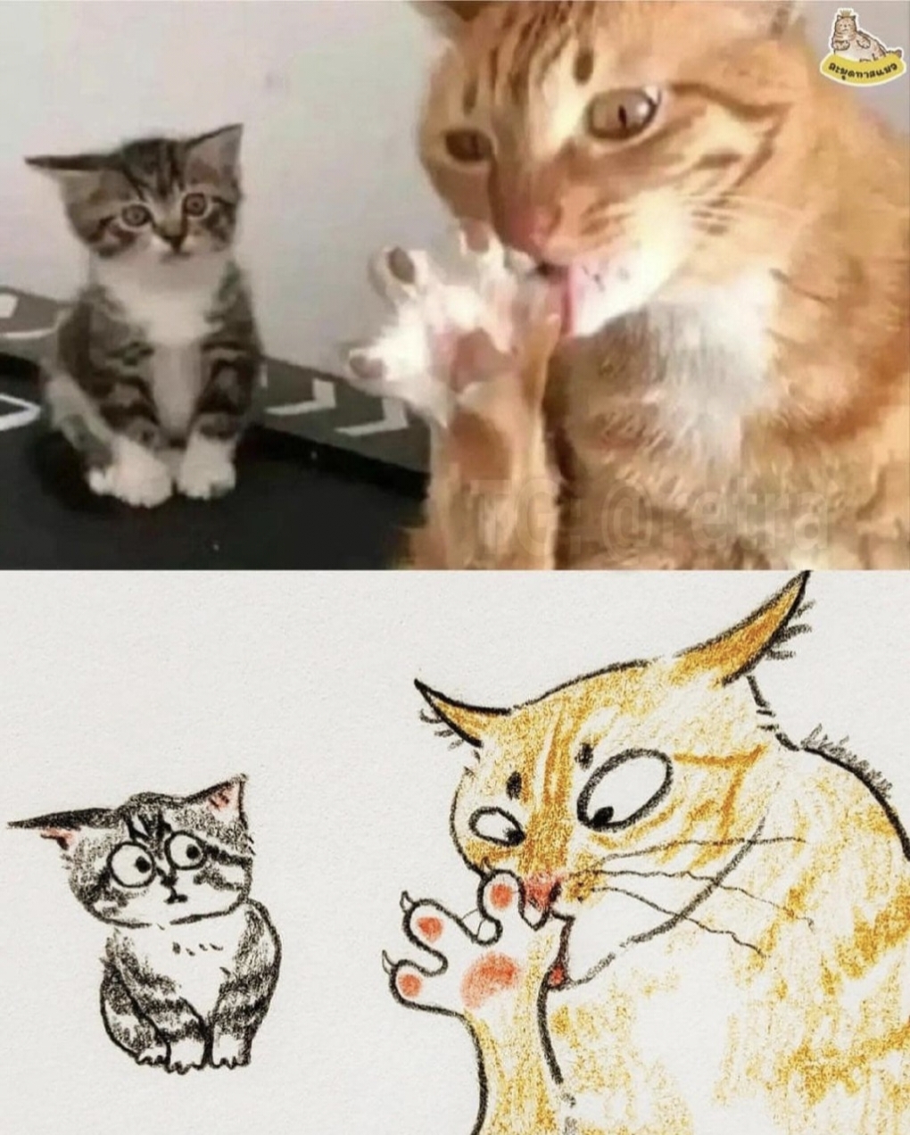 :DD - Memes, cat, Meme Pets, Humor, Pencil drawing, Drawing, Funny animals, Images, The photo, Artist, I'm an artist - that's how I see it, Art, Longpost, A selection