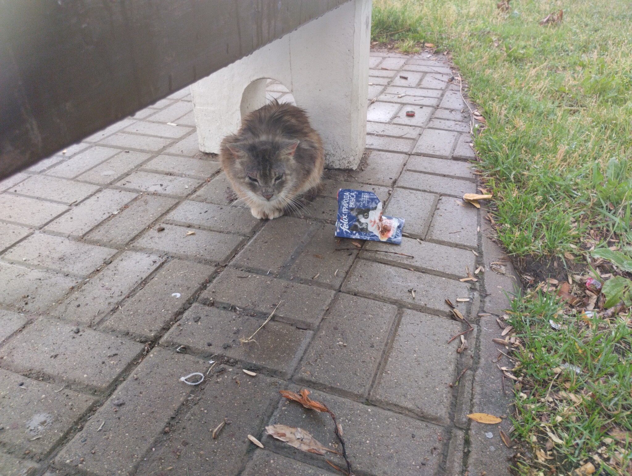 I'll die but I won't give up! - cat, Saint Petersburg, Homeless animals, Helping animals, No rating