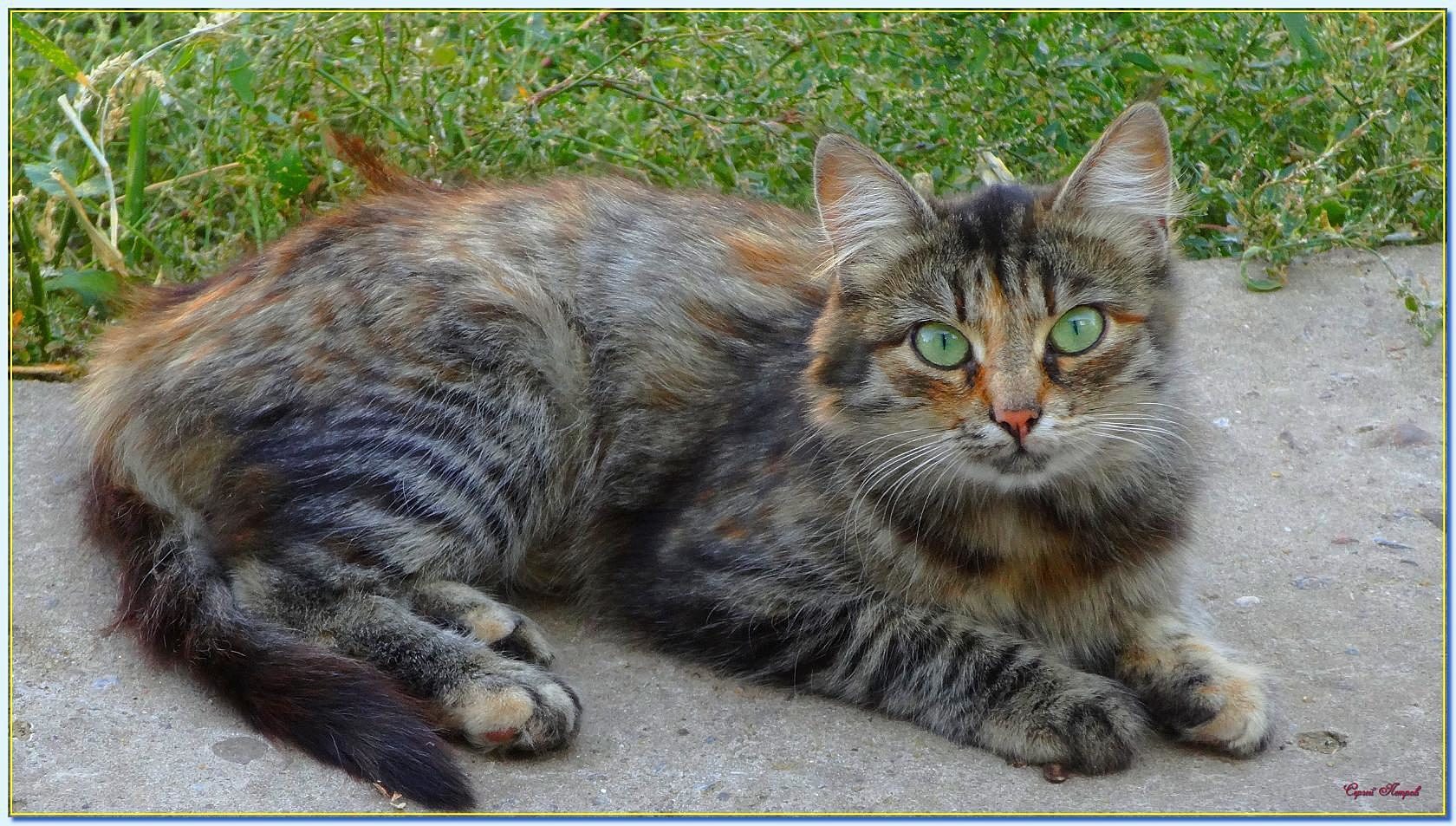 Eyes - My, The photo, Summer, cat, Green eyes