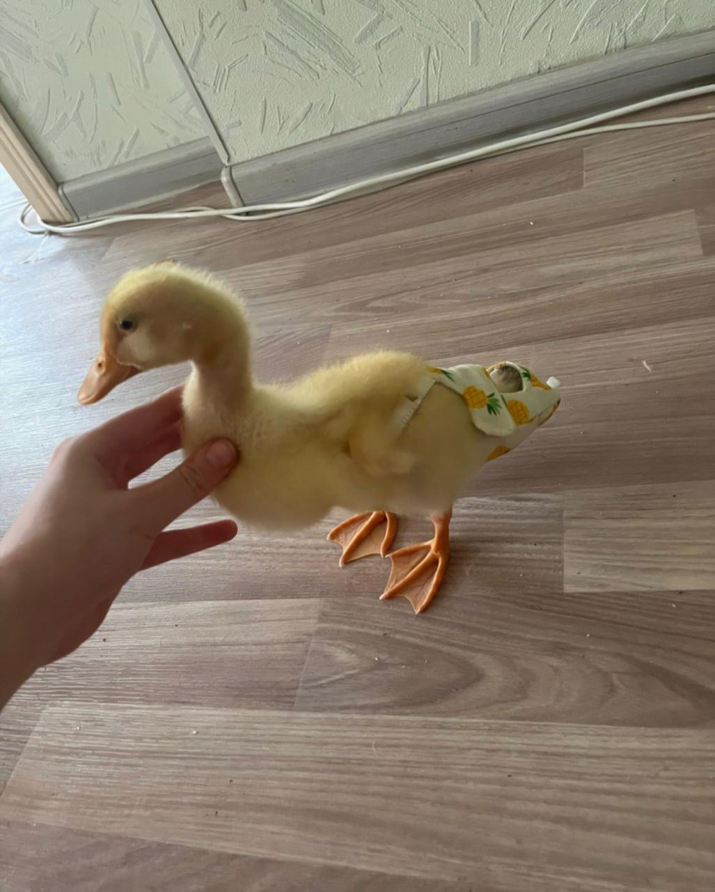 Goose is man's friend - Гусь, Birds, Pets, Diaper, Video, Vertical video, Telegram (link), Longpost