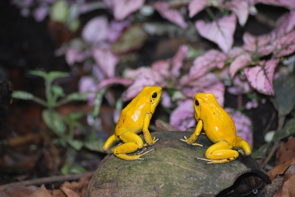 The most dangerous frog on the planet - My, Biology, Around the world, Animals, Nature, In the animal world, Rare view, Amphibians, Frogs, Red Book, The photo, Longpost, Poisonous animals